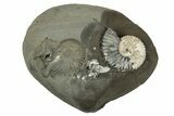 Partially Pyritized Ammonite (Deshayesites) Fossil #243287-1